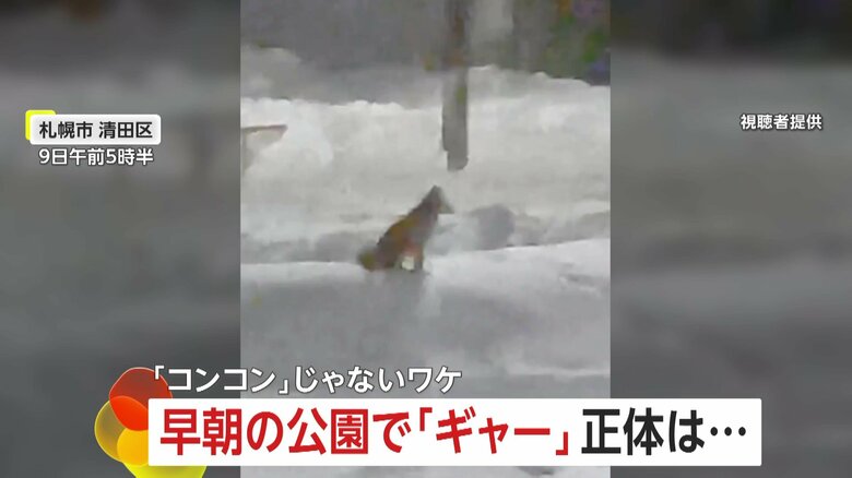「ギャオーン！ギャオーン！」早朝の公園で鳴き続けるキツネ「尋常じゃないぐらいの叫び声」　実は「コンコン」と鳴くのは年に約2回だけ…時に「ミャーミャー」と鳴くことも　札幌市｜FNNプライムオンライン