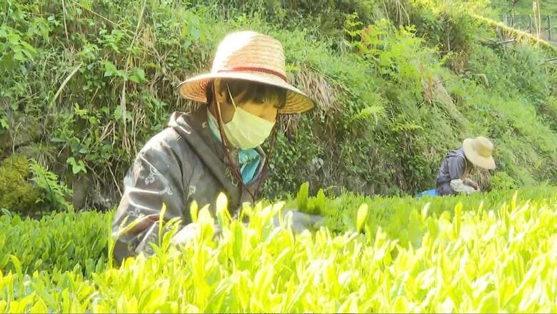 「おいしいお茶ができると思う」　一番茶の摘み取り始まる　瑞々しい若緑色の葉　長野・天龍村｜FNNプライムオンライン