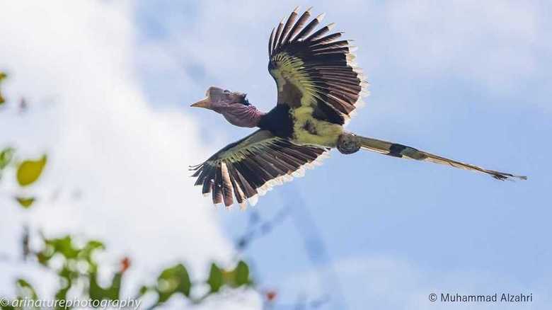 空を舞うオナガサイチョウ