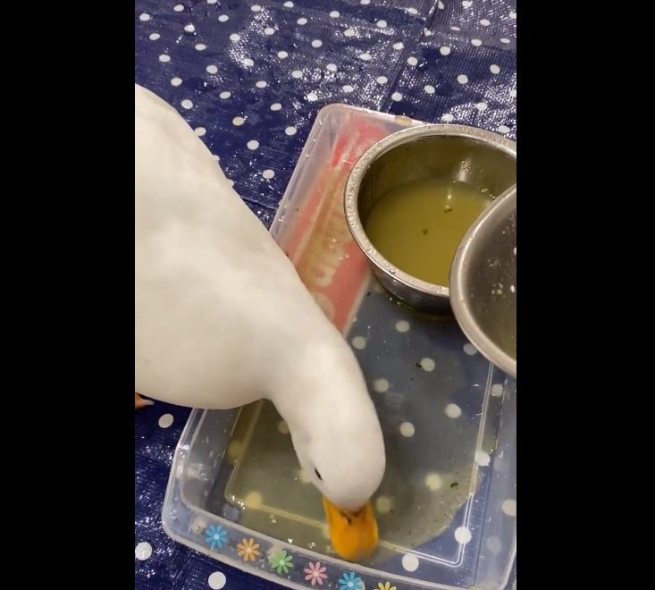 こぼしたごはんも綺麗に食べます