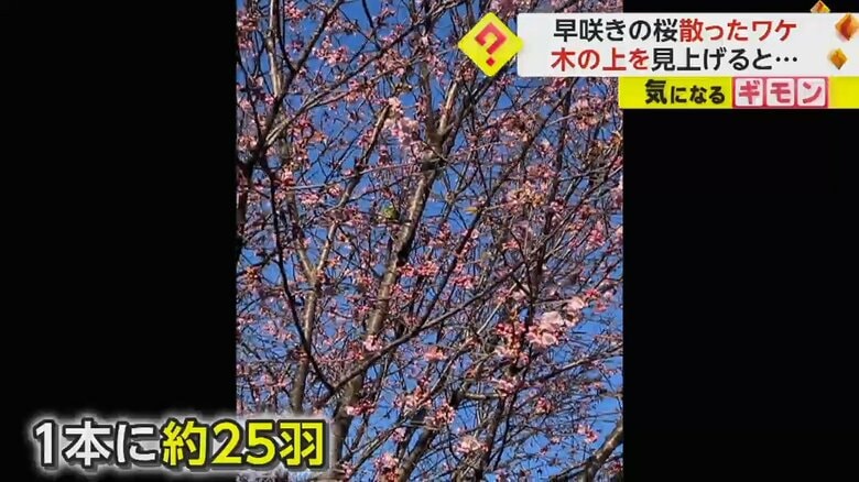 （FNN投稿サイト「ビデオPost」）