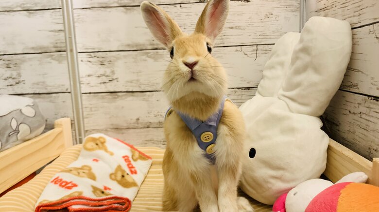 提供：げんまいとうるちさん