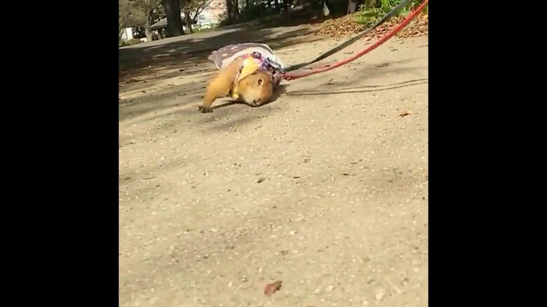 体を地面にこすりつけて進んでいる