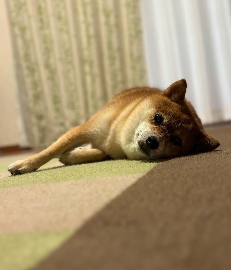 提供：Nerushibaさん