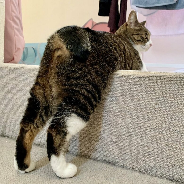 ケツドラム待ち