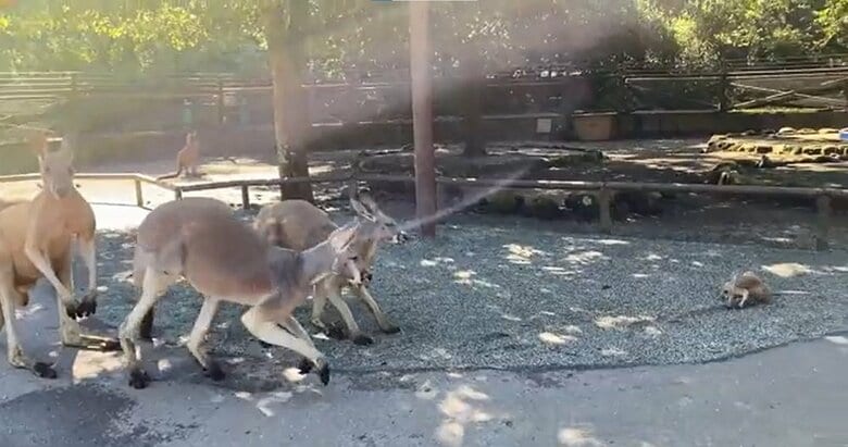 落ちた直後すぐに起き上がる赤ちゃんカンガルー