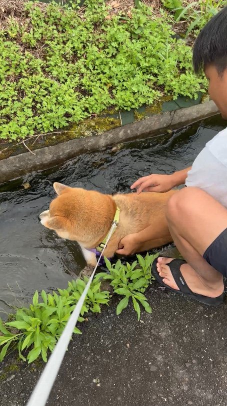 提供：柴リアンハスキーもちごめ兄弟さん