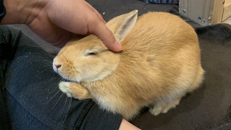 提供：げんまいとうるちさん