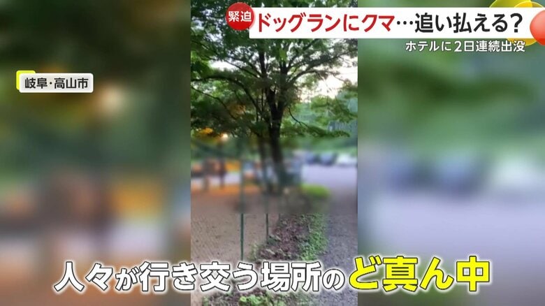 人々のすぐそばに現われたクマ（視聴者撮影）