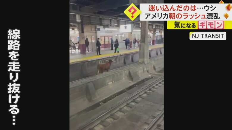 駅ホームの線路を軽快に走り抜けるウシ⑥