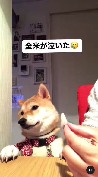 提供：柴犬ハル&雑種すずさん