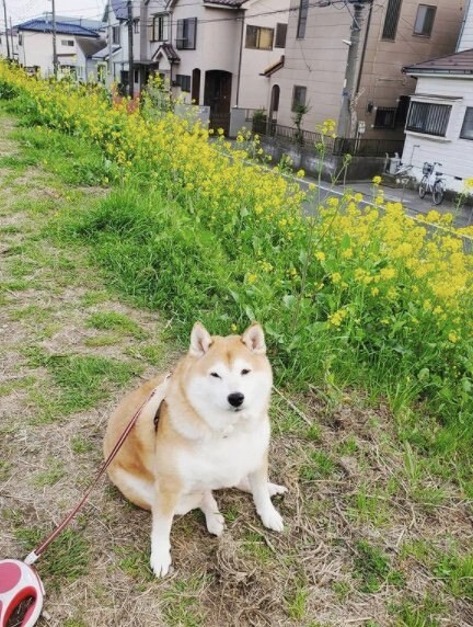 提供：柴犬ななさん