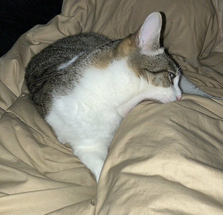 足の指を噛んで起こす