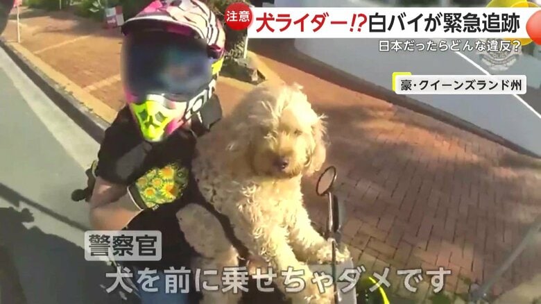 警察官が犬を乗せたバイクの運転手に注意をする様子③
