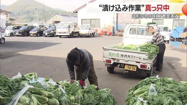 続々と運び込まれる青菜