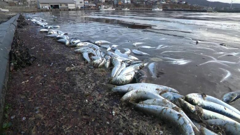 大量のイワシの死がい