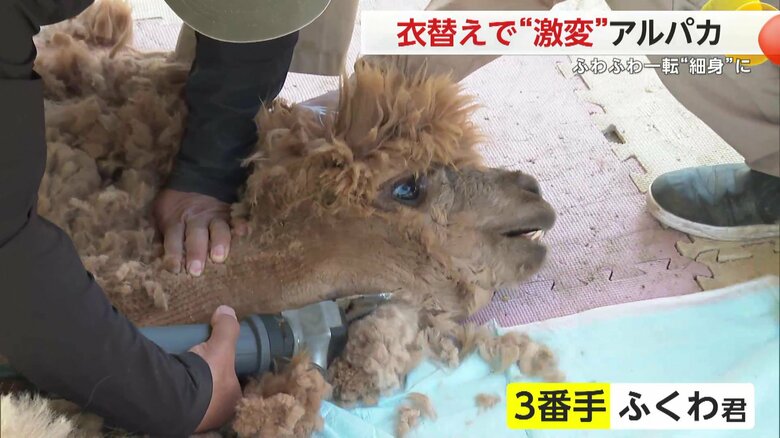 3番手は「ふくわ君」