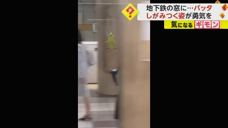 電車が駅に侵入しても、バッタはしがみついている