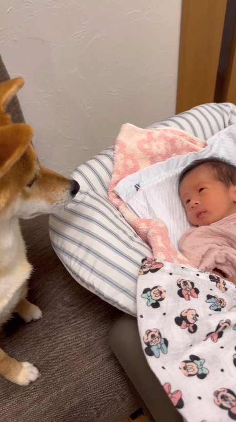 提供：柴犬 むぎさん