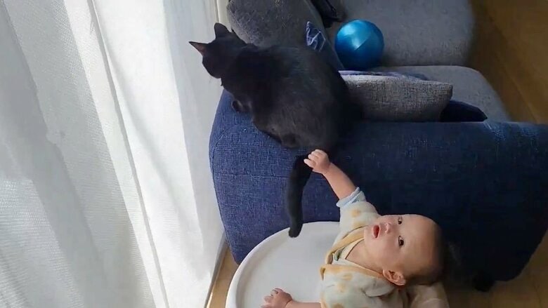 提供：仔猫を拾ったので