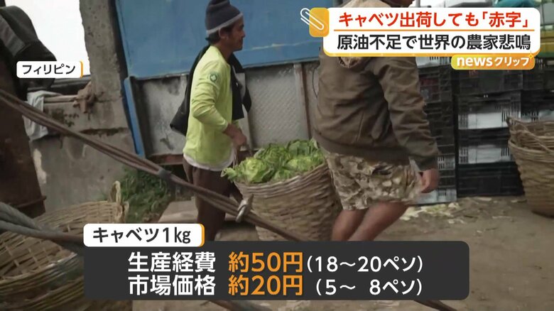 出荷しても20円ほどでしか売れないというキャベツ