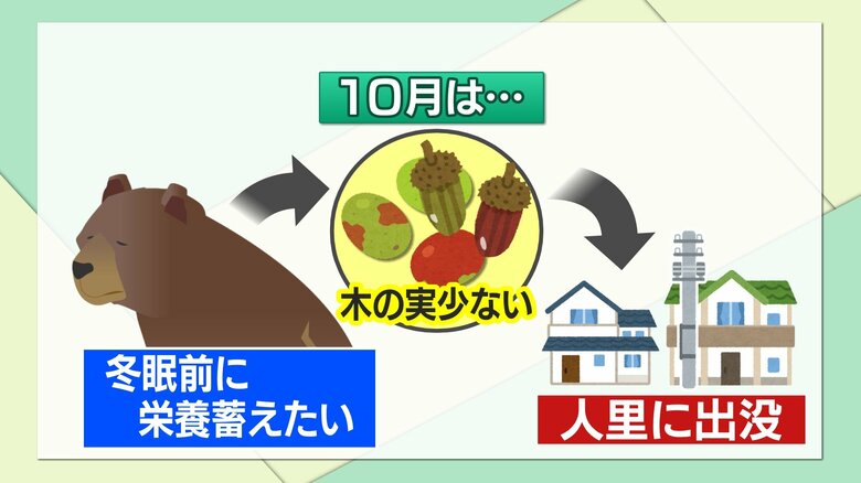 冬眠前に食べ物を求めて人里へ