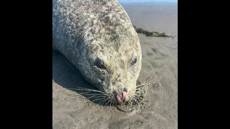 4頭のアザラシが漂着（提供：根室市歴史と自然の資料館 外山雅大学芸員）