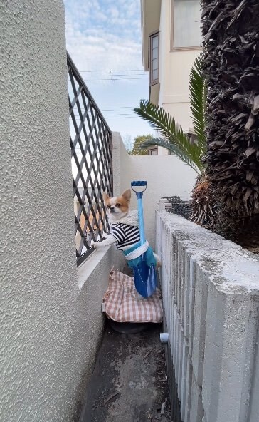 2023年も最後まで…（提供：SORA/ちわわさん）