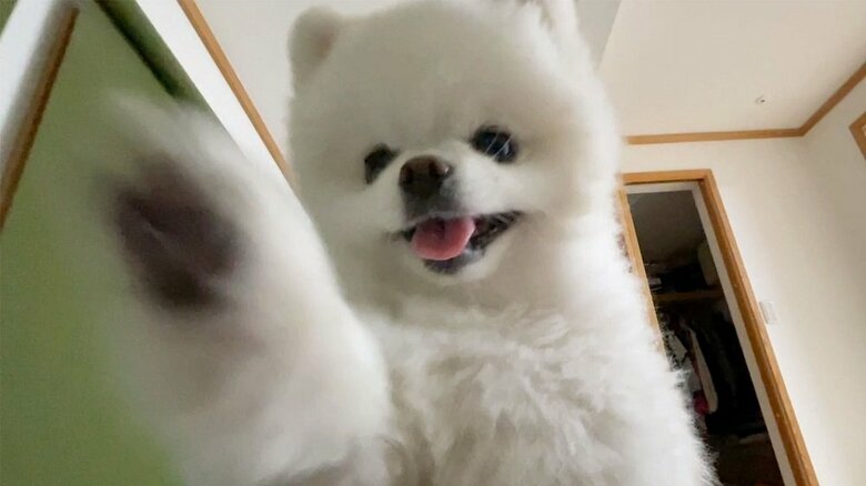 飼い主さんを起こしてくれる