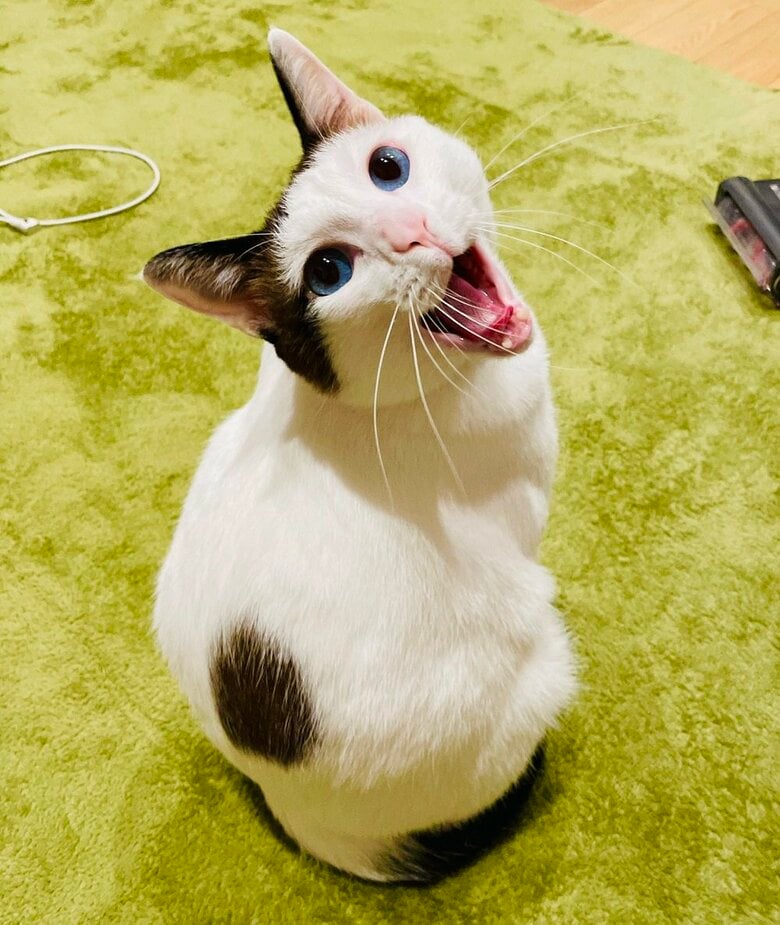 振り向いた様子でのあくび（提供：つくね＆ひまりさん）