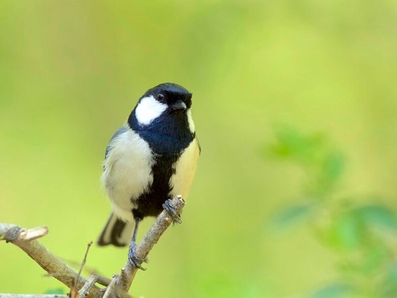 シジュウカラのオス（画像提供：鈴木俊貴准教授）