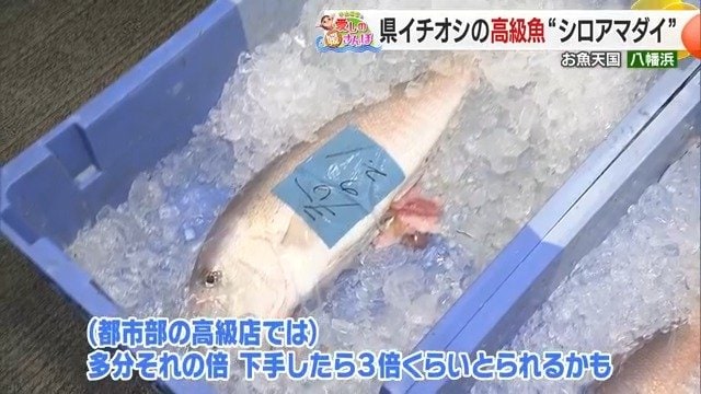 高級魚「シロアマダイ」もズラリと並ぶ
