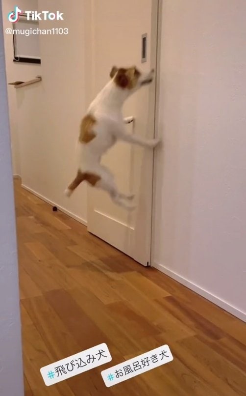お風呂に入りたい！と主張中のむぎちゃん