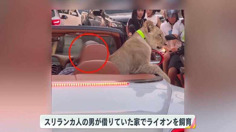 スリランカ人の男の家でライオンは飼育されていた