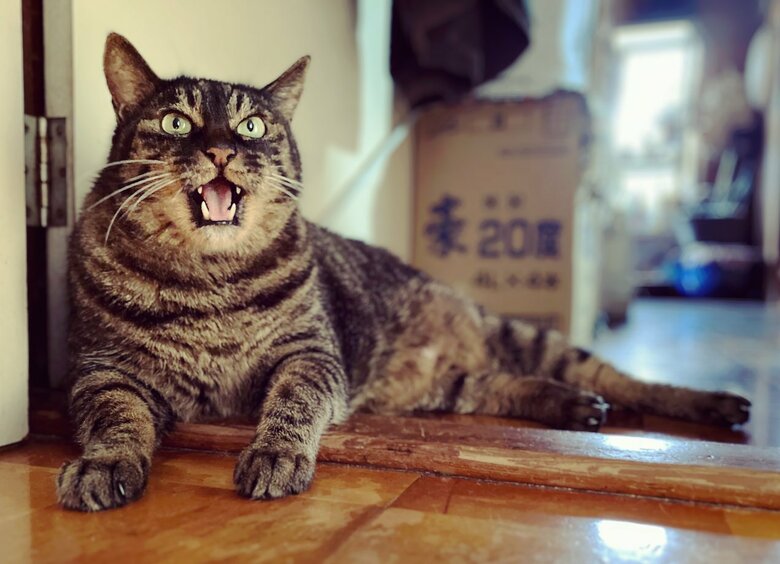 ヒジキくん（提供：サユヤスさん）