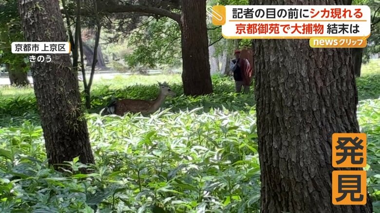 京都御苑内で発見されたシカ