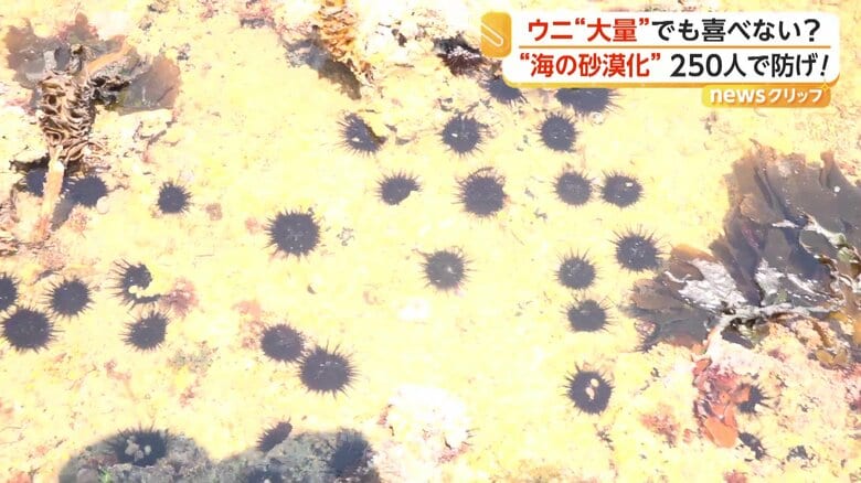 高級食材としても知られるムラサキウニ