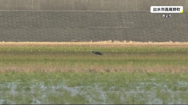 今シーズン初めてのツル渡来 鹿児島・出水市
