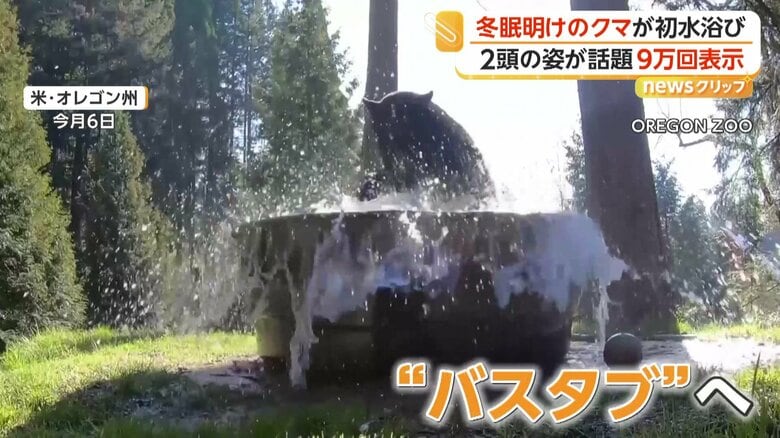 “バスタブ”に飛び込み水遊びするクマ