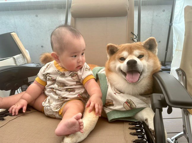 提供：飼い主さん（＠shibainu.berry）