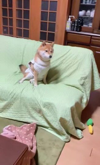 ソファでいったん落ち着くむぎちゃん（提供：shiba_mugi_さん）