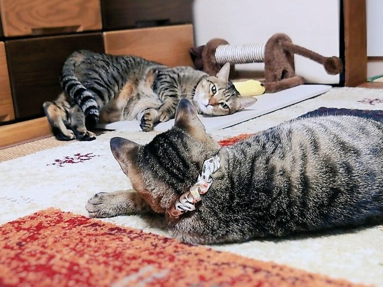 奥：もなちゃん　前：小雪ちゃん（提供：アメチカンのもなさん）