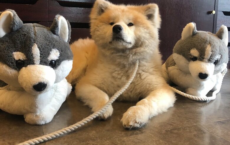 シベリアンハスキーに挟まれて…