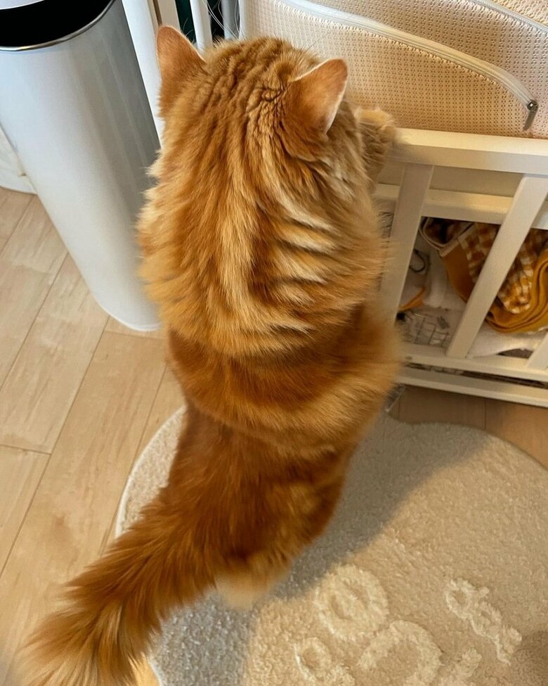 朝の娘さんチェック