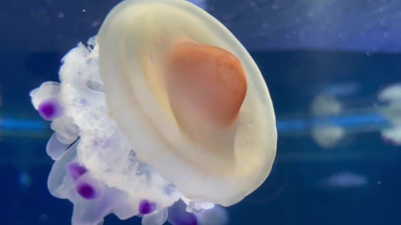 （提供：新江ノ島水族館）