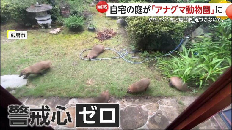 近くに人がいても、警戒心ゼロのアナグマ