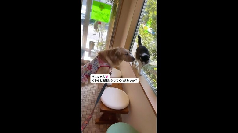 左：くららちゃん　右：パニちゃん