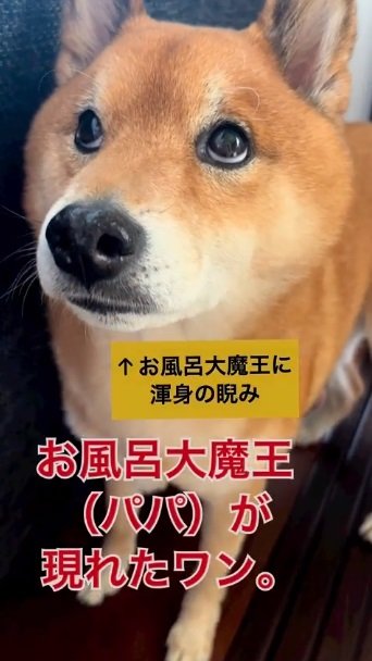 別の日のロックくん。この日も旦那さんとバトル中