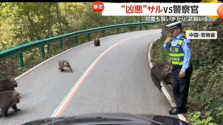 道路を占拠したサルの群れが警察官に襲い掛かる一部始終⑤
