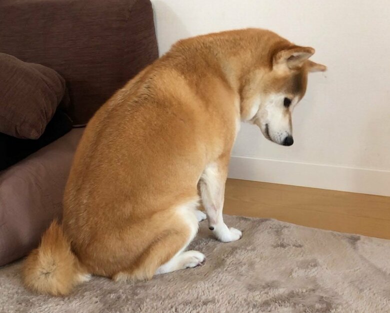 自分が留守番だと分かったときも、寂しそうな姿を見せる